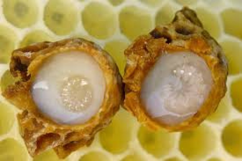 ROYAL JELLY