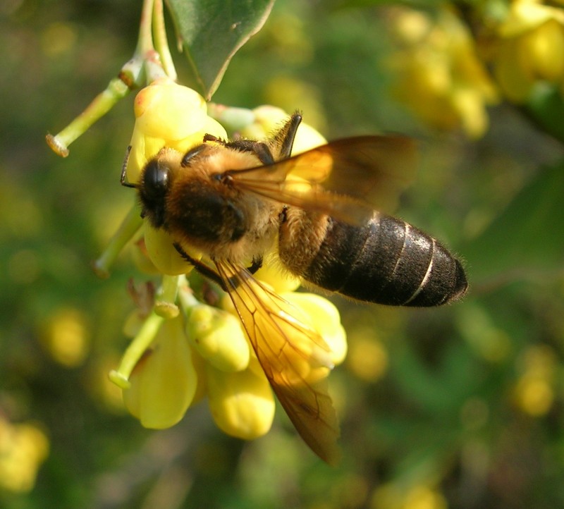 The largest bee species 